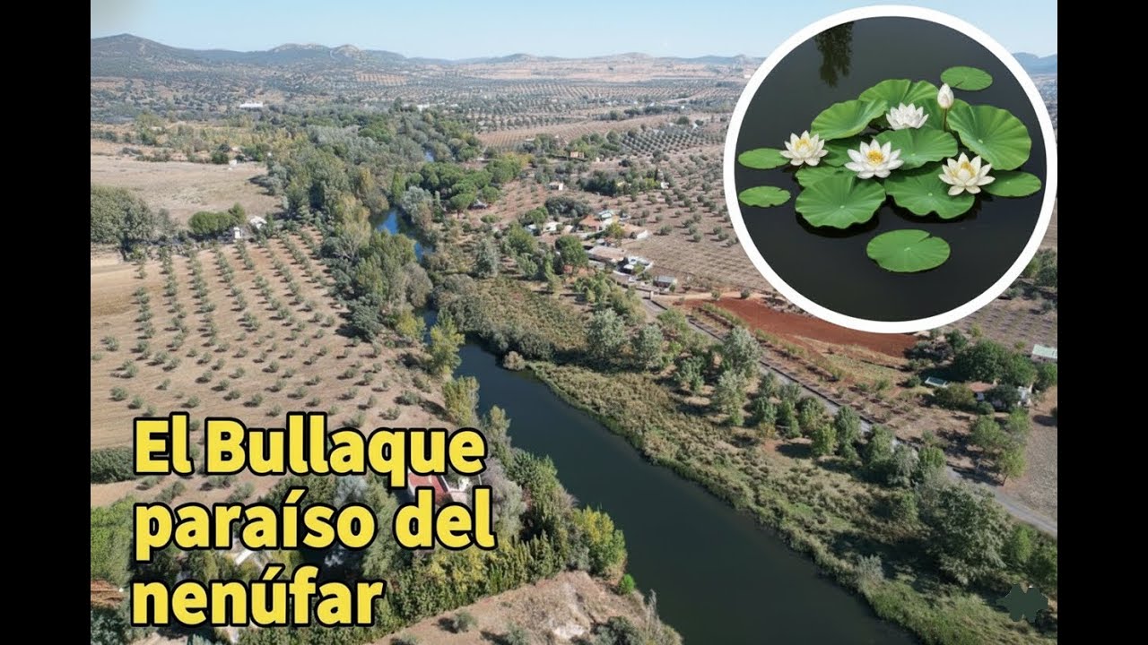 Nenúfares en el río Bullaque. Piedrabuena