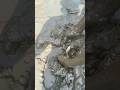 কাদা ছালিয়ে শিং ও গুছি মাছ ধরার কৌশল। #shorts #fishing #viral #trending