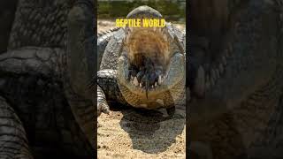 REPTILE WORLD.#reptiles #reptilekingdom