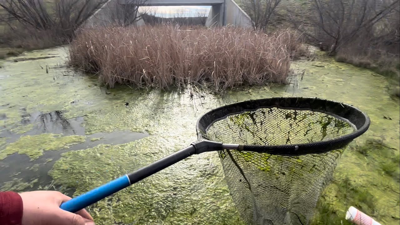 Catching Crazy Texas aquatic Creatures out of a ditch and more!
