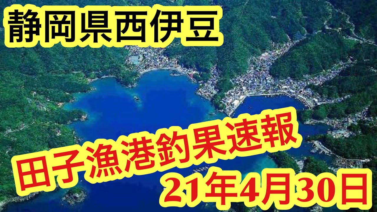 静岡県釣り 西伊豆 車横付け可能 田子漁港 釣果速報 21年4月30日 Youtube