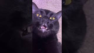 cats sounds black cat#fyp #foryou #foryoupage #catsoftiktok #catlover #cats #blackcats