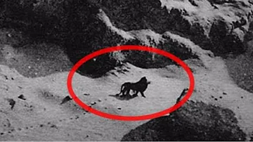 Perché i diavoli della Tasmania si chiamano così?