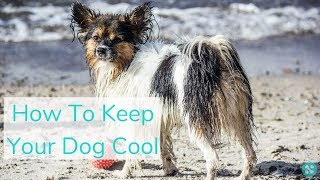 How To Keep Your Dog Cool This Summer by Tailwise 9 views 5 years ago 1 minute, 11 seconds