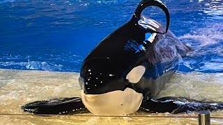 Orca Encounter (Full Show)- SeaWorld Orlando-April 21,2024