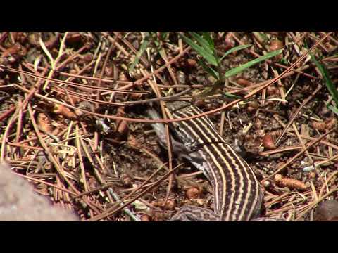 New Mexico Whiptail Lizard