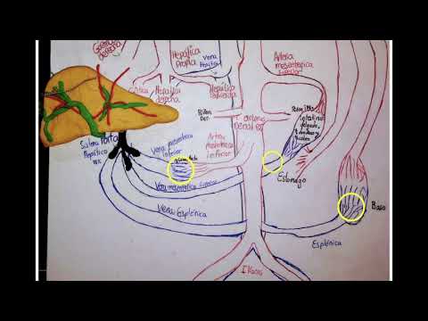 Circulación Hepática