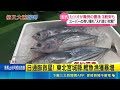 生魚片一盒百元有找! 日本鰹魚豐收.價格超親民 日通膨救星! 東北宮城縣.鰹魚漁獲暴增 日本鰹魚味鮮肥美 饕客大啖料理.不傷荷包｜三立新聞LIVE