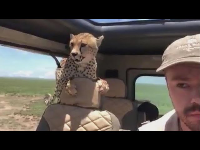 Cheetah jumps into safari car, forcing man to freeze in place for 10 minutes class=