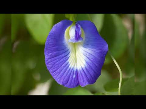 Vidéo: Butterfly Pea Plant Care - Cultiver des vignes de pois papillon stimulés dans le jardin