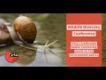 Ohio's Freshwater Snails: Connecting Snails To The Environment and Us
