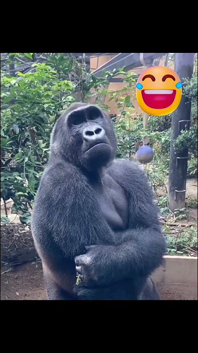 RAJARANI CHANNEL | 😂😄😀🤣 || SHORTS || NO  : 115 || (8/10/25)