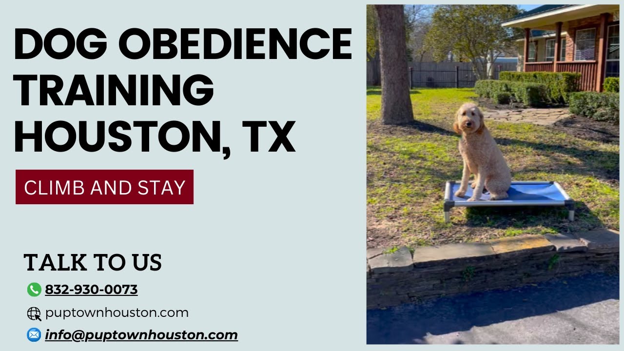 DOG OBEDIENCE TRAINING HOUSTON TX dogobediencetraining YouTube
