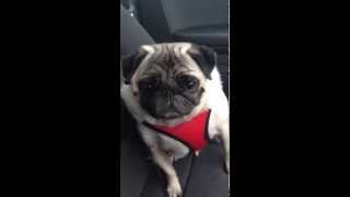 Pug crying with trembling bottom lip