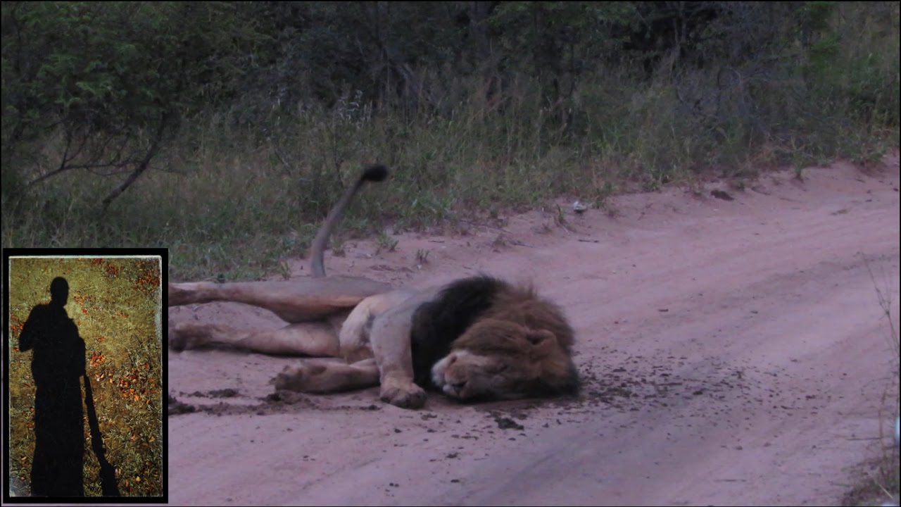 Watch what happens when a lion rolls in dung...