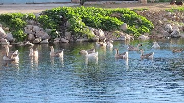 The Spring of Arethusa, Chalcis
