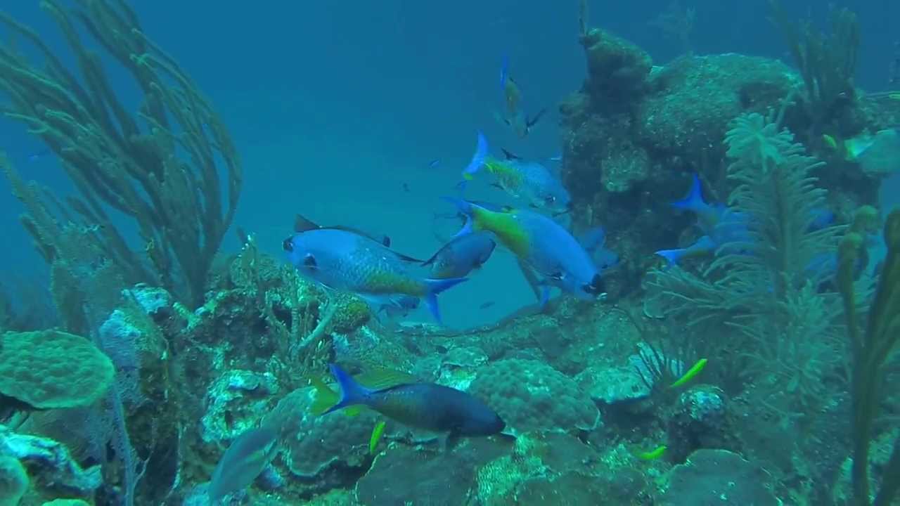 Creole wrasses in Belize
