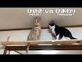 猫パンチを連打する猫のケンカがかわいい