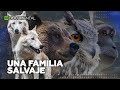 La rehabilitación de animales salvajes es el negocio familiar de esta pareja rusa | Documental de RT