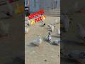 😱😱#birds#viral#kbooter#shortsviral#pigeon#kbooterbazi#kbootar#trendingshorts#shots#pigeo😱😱😱😱😱