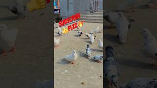 😱😱#birds#viral#kbooter#shortsviral#pigeon#kbooterbazi#kbootar#trendingshorts#shots#pigeo😱😱😱😱😱