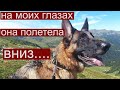 Поездка с собакой в горы 🐶 Путешествие по Австрии 🐶