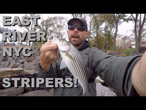 Thumbnail for EAST RIVER NYC STRIPERS!