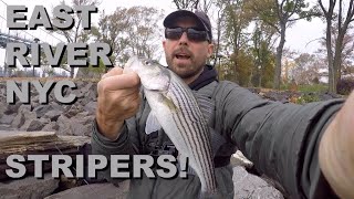 EAST RIVER NYC STRIPERS!