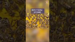 🐝 Реальное оружие пчелы #резонанс #пчела #ультразвук #оружие