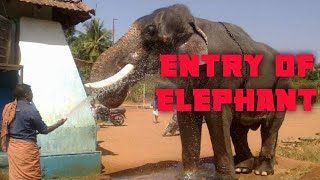 Chained Big Elephants ln India- Kerala