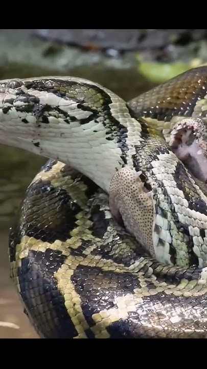 Crocodile vs Python #animaltv #crocodile #python #alligator #wildlife