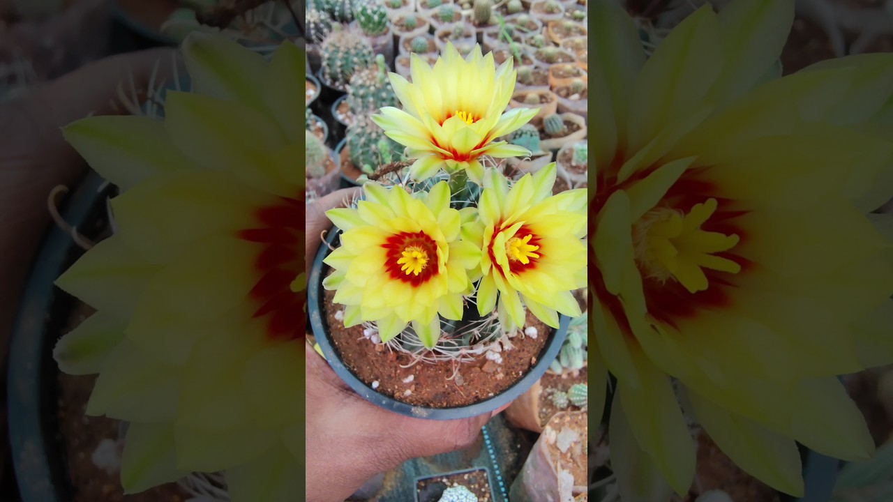 cactus🌵succulent, exotic indoor collection available for sale 🌱