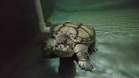 Hypo Snapping Turtle