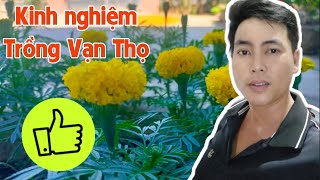 Trồng Vạn Thọ Tết Cần Chuẩn Bị Gì - Huỳnh Thủy Tinh Vlog