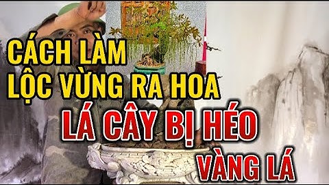 CÁCH LỘC VỪNG RA HOA VÀ XỬ LÝ CÂY BỊ VÀNG LÁ | NHÀ VƯỜN THÀNH