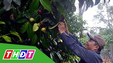 Hậu Giang phát triển mô hình trồng măng cụt | THDT