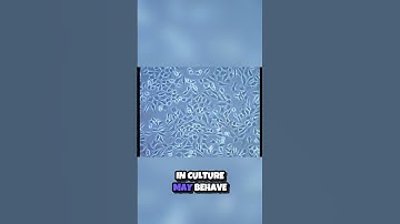 Unveiling the Secrets of Cell Culture  Benefits and Challenges 🧬