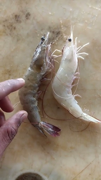Apa beza udang laut dengan udang sangkar / udang bela / udang air tawar?