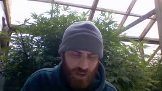 Kens Grand Daddy Purple flower review from Mr. Chronic. Flower  from CannaCopia Of Bend!!!