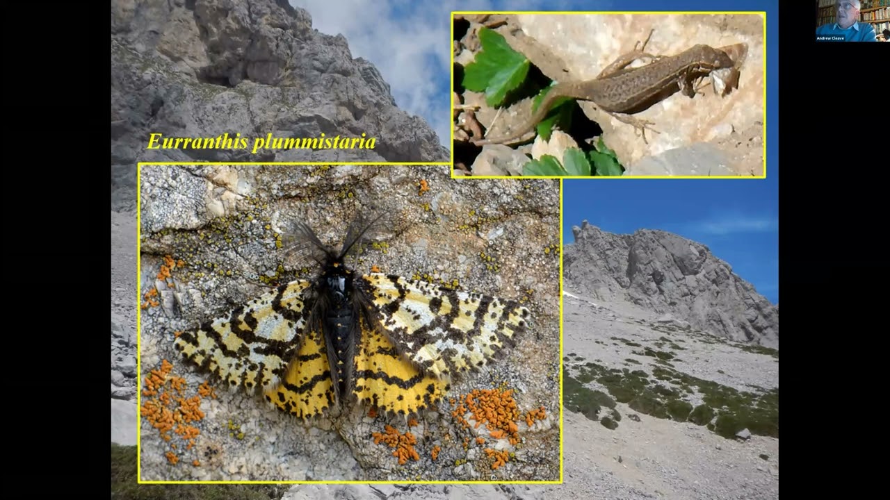 Naturetrek Botany & Butterflies (Picos de Europa, Dolomites, Normandy, Istria)
