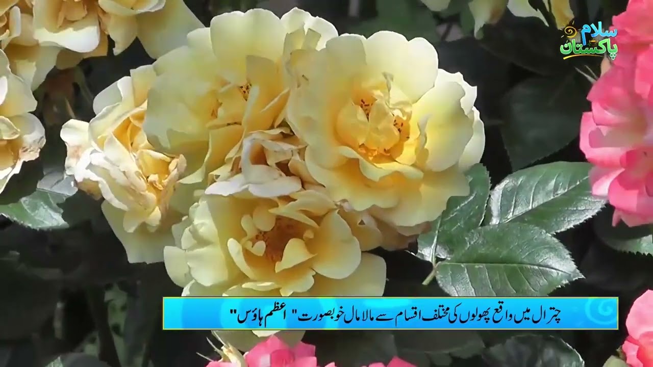 The beautiful "Azam House" in Chitral is rich in variety of flowers | Salam Pakistan