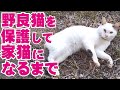 野良猫を保護して家猫になるまで
