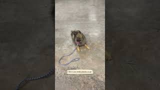 Keeshond | Dog Obedience Training Houston, TX 77066 #dog #dogtraining