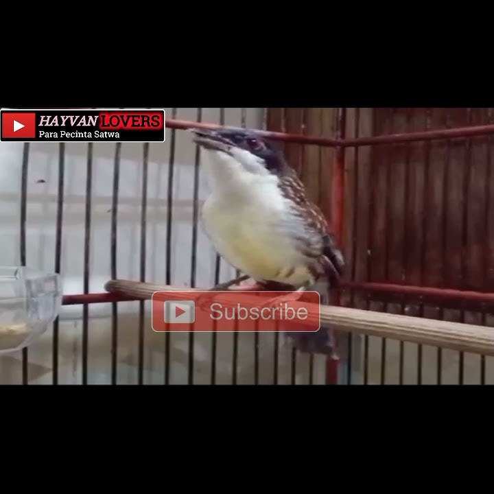 CENDET Matahari Gacor full tembakan... Jos Gandos