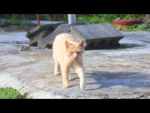 網戸越しに野良猫をみるちびちろ　220914