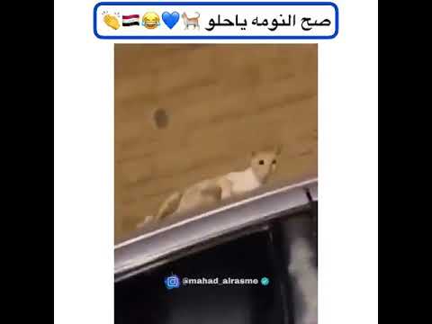 صح نومة ياحلو صح النومة هلا هلا القطة مصدومة