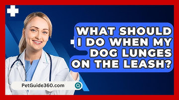 What Should I Do When My Dog Lunges On The Leash? - PetGuide360.com