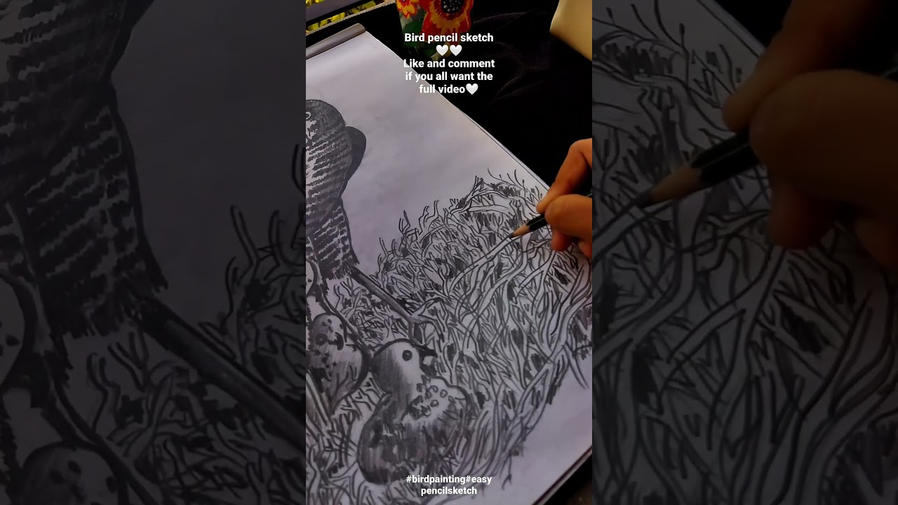 Bird Pencilsketch Drawing❤