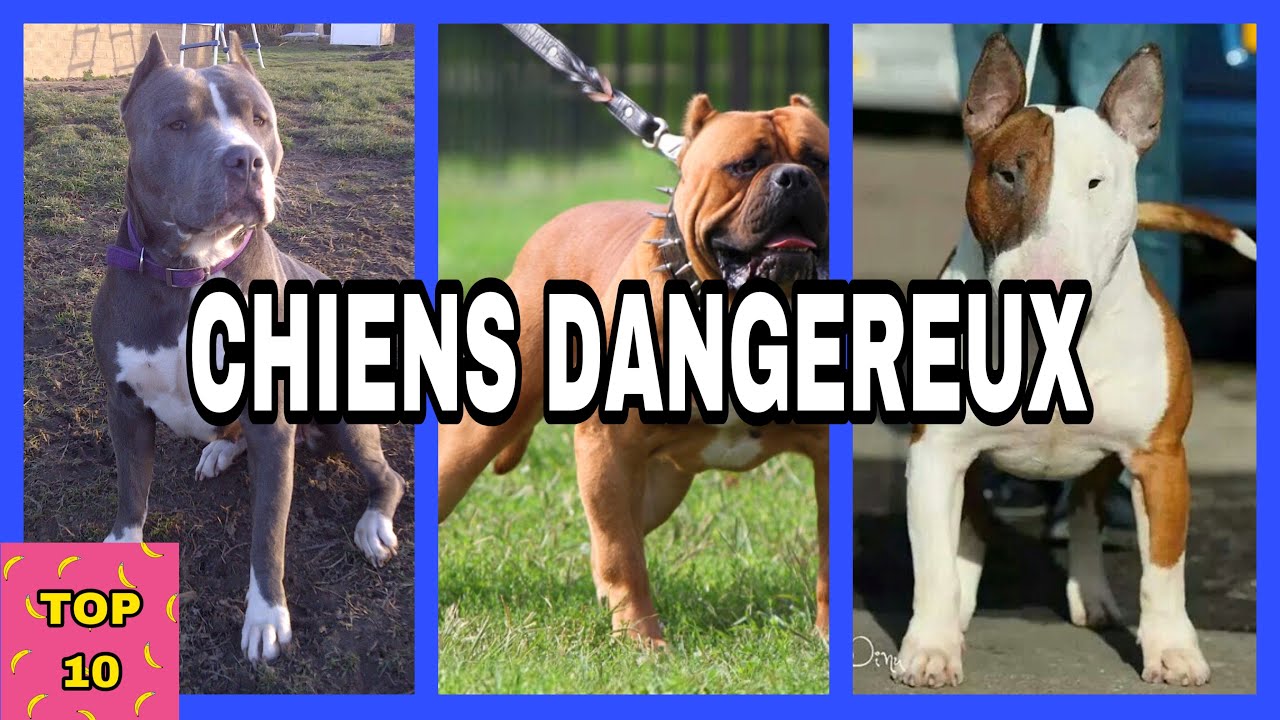 LES 10 CHIENS LES PLUS DANGEREUX AU MONDE (L’univers Du Top 10) YouTube — free download