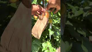 Cómo cosechar frutas de primera calidad #plantas #abejas #arboles